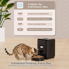Cat water and food dispenser automatic